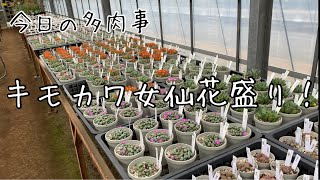 【今日の多肉事】メセンのお花とフェネストラリアの見分け方