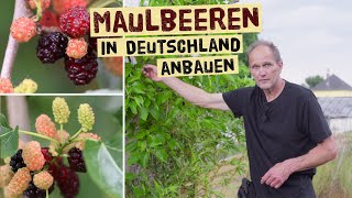 Maulbeeren in Deutschland anbauen. Gärtner gibt Tipps zum Anbau - Hängende Maulbeere, Pflanzung.