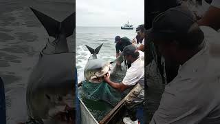 Shark Struggling in the Net#Fishing Crew's Response#Shark Fishing#Net Struggle#Attacking Crew