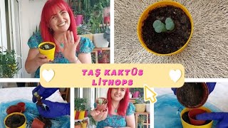 🌵🌵Taş kaktüs lithops nasıl  bakılır. 🌵🌵 ne zaman sulanır. 🌵🌷 Nasıl toprak değiştirilir