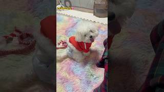 #cute #minibichon #cuteanimal #puppy #bichonlove #cutepet #pets #bichon #cutepuppy #funny