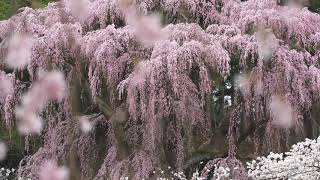 カメラ散歩　裏磐梯の風景と... 2019年4月の風景