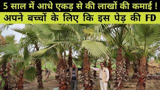 5 साल में इस पेड़ से आधे एकड़ में कमाया अच्छा मुनाफा | Washingtonia palm tree