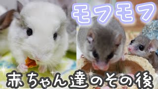 モフモフ赤ちゃん達のその後の姿が可愛すぎるッ！(チンチラ＆アフリカヤマネ編) Chinchilla、Woodland dormouse