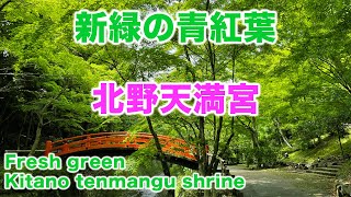 京都の新緑 青紅葉 北野天満宮 紅葉苑 2022 Fresh green Kyoto Kitanotenmangu shrine