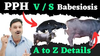 PPH vs Babesiosis क्या आपने कभी ऐसा सोचा?