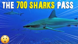 Diving in the 700 sharks pass | South Fakarava