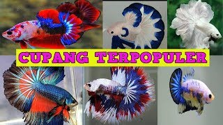 Jenis Ikan Cupang TERPOPULER ! Pecinta ikan hias Wajib Tau !