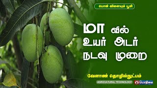 மா -வில் உயர் அடர் நடவு முறை | Agricultural Technology