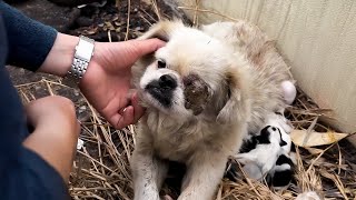 The dog was kidnapped, brutally tortured and then abandoned in an abandoned house.