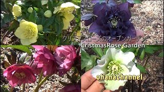 月ヶ瀬クリスマスローズオープンガーデン＆梅まつり　ChristmasRose(Helleborus) Garden