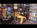 the duckworth lewis method mason on the boundary cover u0026 tutorial danny mcevoy