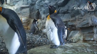 旭山動物園 フンボルトペンギンに怒られて退散するキングペンギン