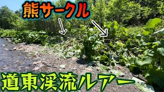 【ヒグマが蕗を薙倒す】入渓した途端にヒグマの痕跡あって、ビビりながらの単独釣行･･･