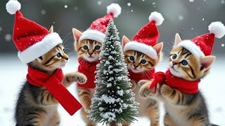 cute collection of sweet kitten cat wallpaper #cute #sweet #kitten #cat #wallpaper #video