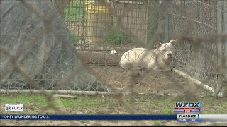 Decatur animal control investigates owner, owner surrenders animals