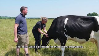 Cow severely injured by dog off lead