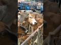 Sapi di potong tanduknya saat bocah main layangan #sapi #hewan #komedi #lucu #viral #layangan #main