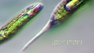 Lepocinclis tripteris