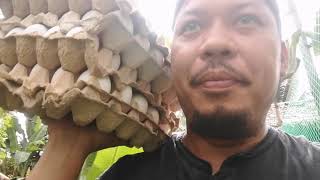 Mag harvest Tayo Ng itlog tapos mg bebenta Tayo || backyard poultry farming