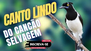 o melhor canto de cancão,cancão cantando muito,pássaros