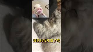 這就是他減肥失敗的原因 #cat #貓 #貓咪 #pets #寵物 #kitten #cute #搞笑 #萌宠 #萌宠 #萌寵