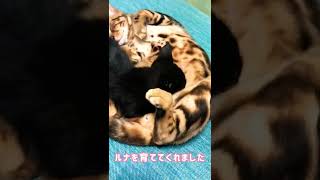 オス猫に育てられたルナ ベンガルと黒猫 #shorts