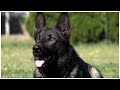 Kraftwerk K9 German Shepherds - The Youngest, Highest Scoring IP3 Dog In America!