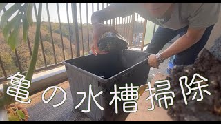 【掃除】亀の水槽綺麗にしちゃうぞ！