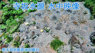 【南阿蘇】寺坂水源 水中映像【湧水】