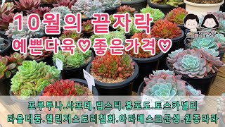 21.10.27 주문마감 감사합니다/모래요정 다육식물 (多肉植物) (たにくしょくぶつ) Korean Succulent