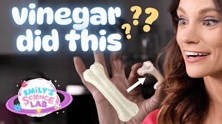 Rubber bone - Thanksgiving Science Experiment - Emily's Science Lab