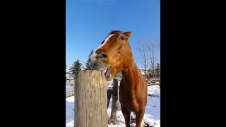 逆転の乗馬ライフ（９ー５）〜手綱を引っ張ると馬はハミで口が痛い？