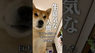 柴犬が無視をした理由 #犬 #柴犬 #柴犬こむぎ