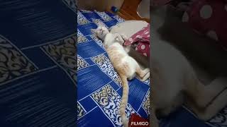 Sleeping Cat/Cute Cat/tribute to our cat/ பூனை   தூக்கம் / எங்கள் வீட்டு பூனை 🐈