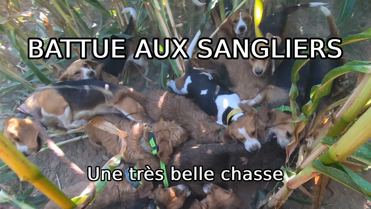 BATTUE AUX SANGLIERS - Une Très Belle Chasse - ALEXIS CHASSE - YouTube