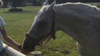 Ponyhof Naeve Sommer 2019❤️