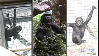 Greg's Gorillas:  Too Cute to Handle! Jameela, Kayembe & Kunda’s Most Playful Moments!