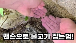 민물고기(버들치) 쉽게 잡는법!