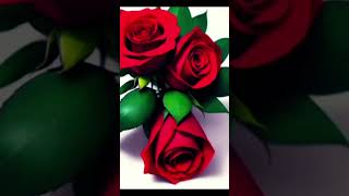 प्यार करना है तो गुलाब से सीखिए🌹❤️ love you 😘 #shayari #whatsappstatus #shortvideos #viral #video