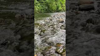 【15秒の北海道旅行　緑の森の心地よいせせらぎ】　癒し　水の音　カヤック　絶景　自然音　環境音　shorts water stream natural sound  bird chirping