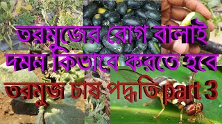 তরমুজের রোগ বালাই দমন কিভাবে করতে হবে ? - তরমুজ চাষ পদ্ধতি - মালচিং পদ্ধতিতে তরমুজ চাষ