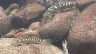 伊豆の川ボウズハゼ・アユ・アユカケ（水中撮影）2013 Sicyopterus japonicus