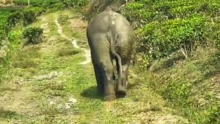 চট্টগ্রামের কোদালা চা বাগানে বন্য হাতি - wild elephant at kodala tea state, Rangunia, Chittagong