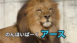 ライオン　アースくん　ペロペロしながらくつろいでいます【のんほいパーク】Lion Earth-kun Toyohashi Zoo