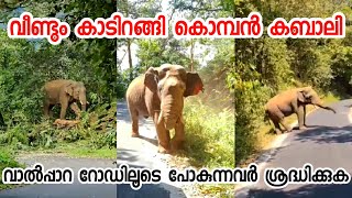 കൊമ്പൻ കബാലി കാടിറങ്ങി | Wild Elephant KABALI | Kabali Elephant Attack | Elephant Kabali In Sholayar