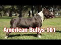 American Bully History 101