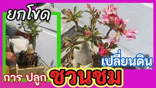 ยกต้น​ ยกโขด​ เปลี่ยนดิน​ เปลี่ยนกระถาง​ ชวนช​ม​ ให้สวยในหน้าฝน