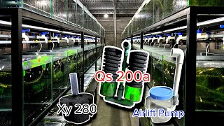 Guppies Farming Which Filter Should I Use? Sharing Guppies Farming Experience | Dat Guppy