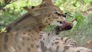 多摩動物公園散歩 2021年11月19日 Tama Zoo